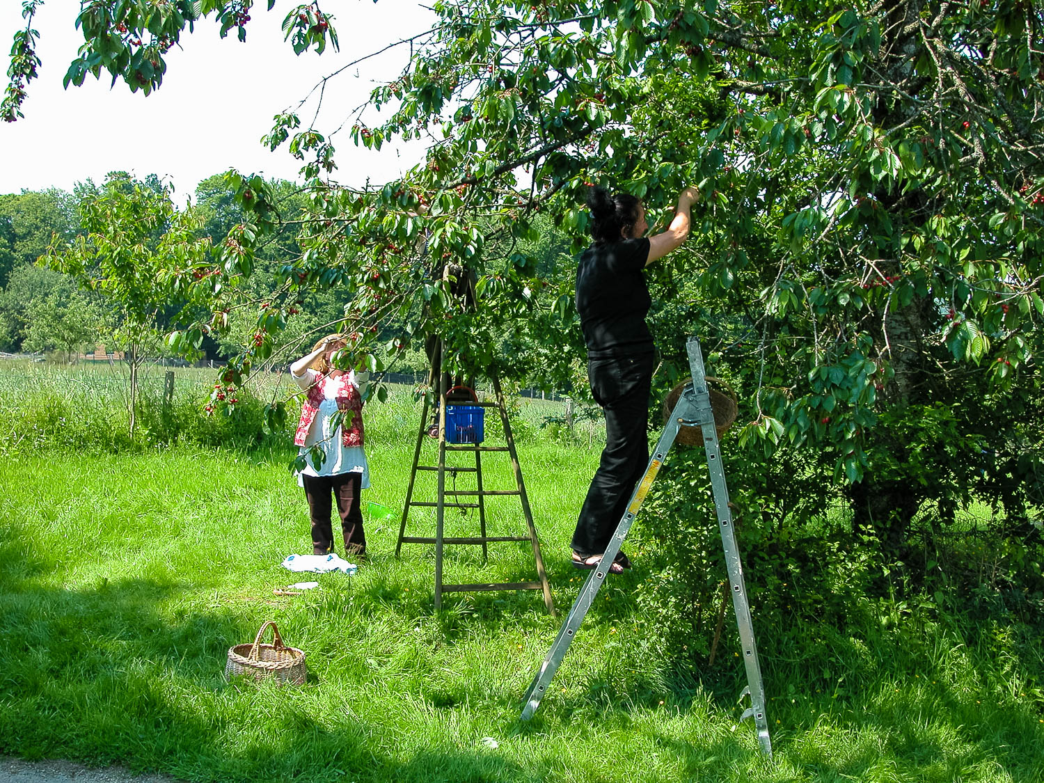 Photograph of people picking cherries from a tree.